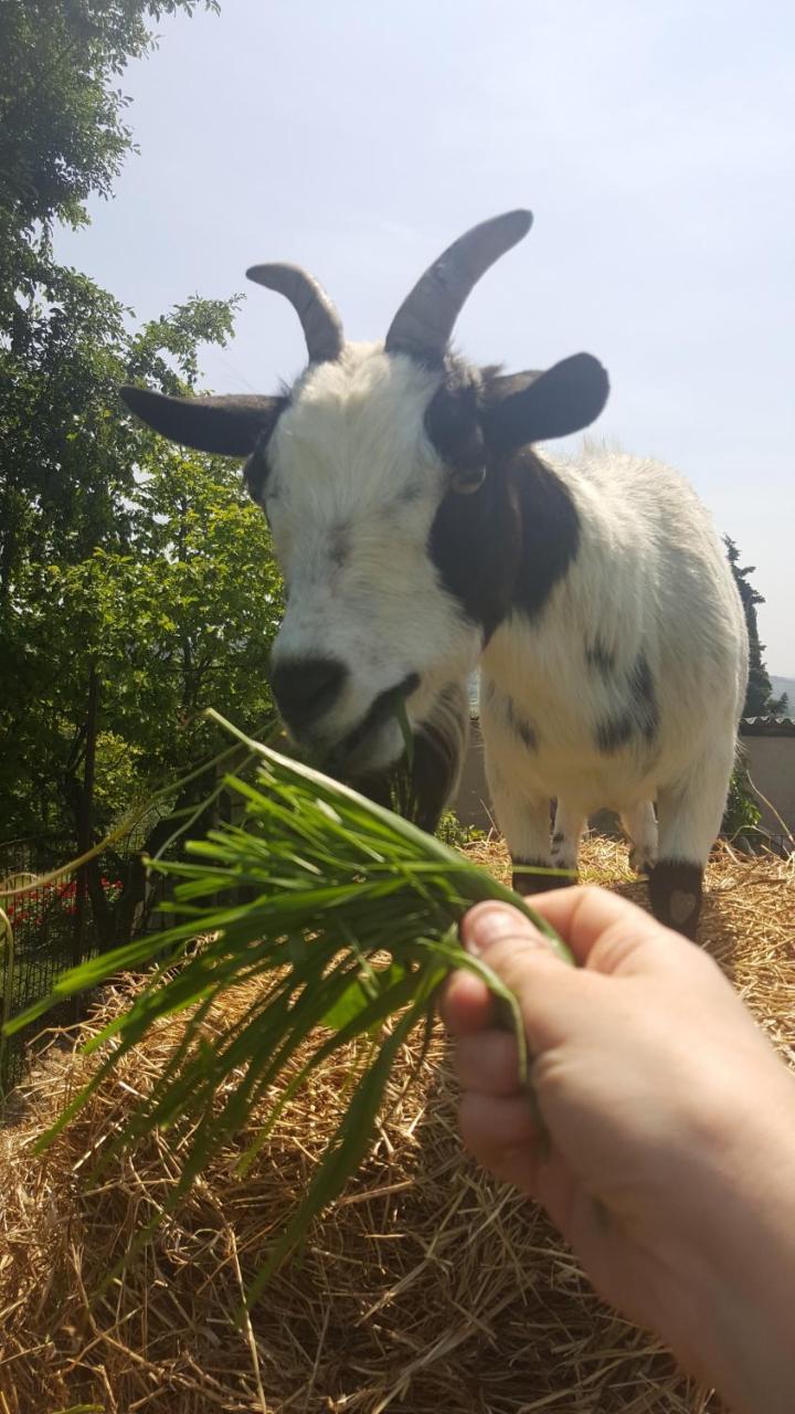 Agriturismo La Guarda Picedo Zewnętrze zdjęcie