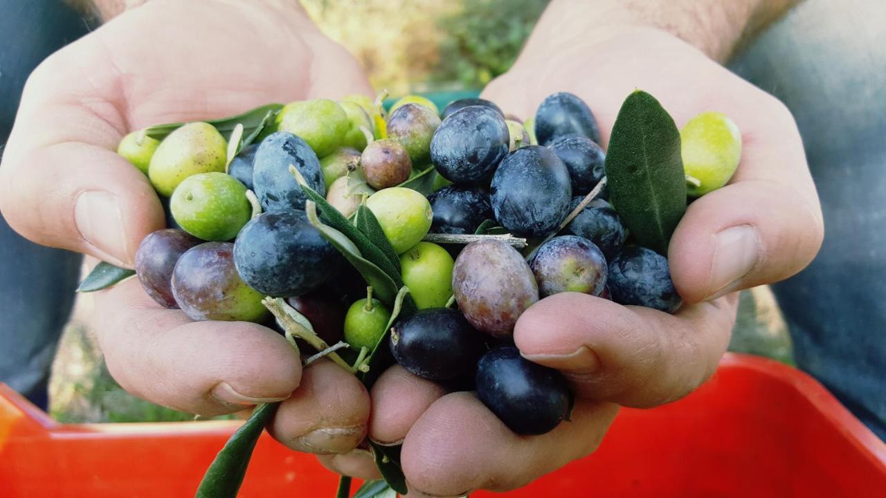 Agriturismo La Guarda Picedo Zewnętrze zdjęcie