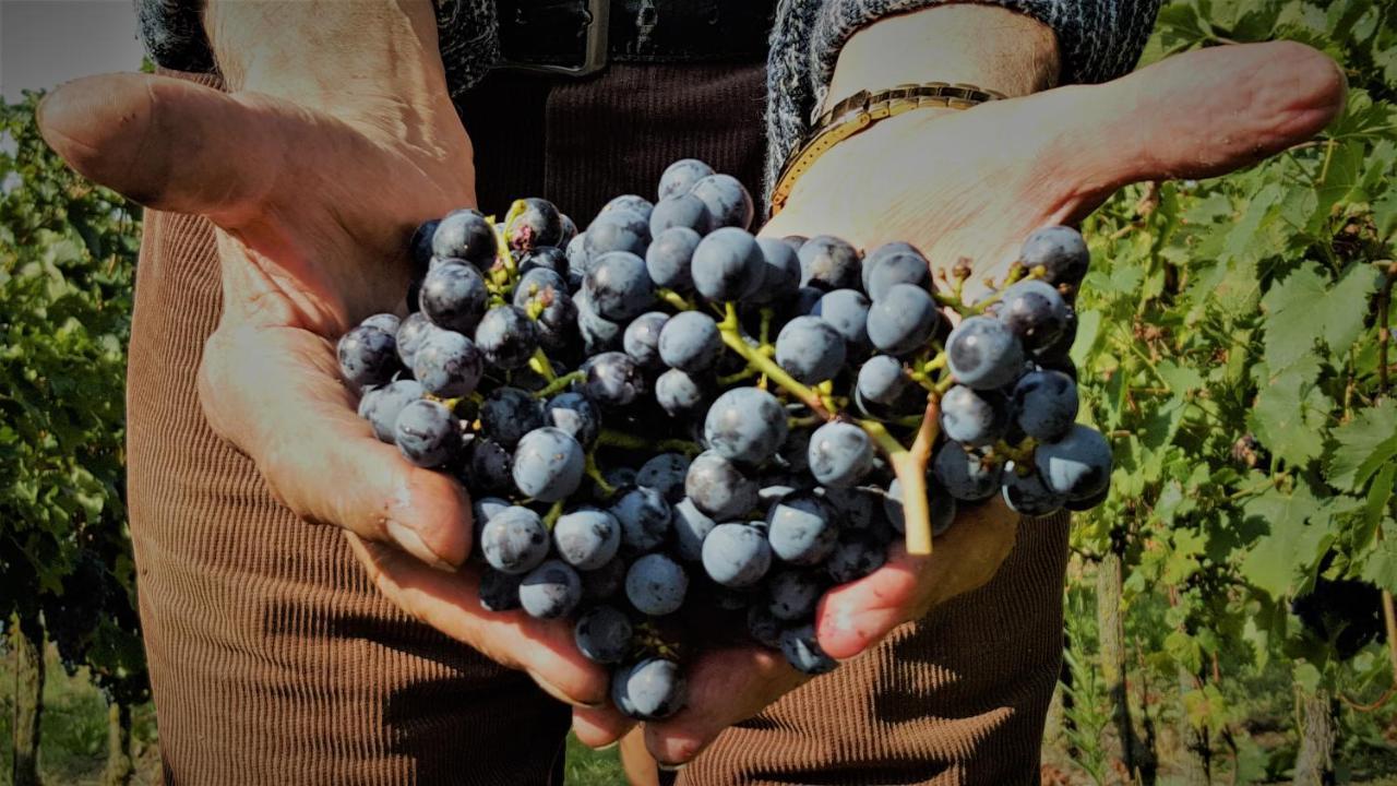 Agriturismo La Guarda Picedo Zewnętrze zdjęcie